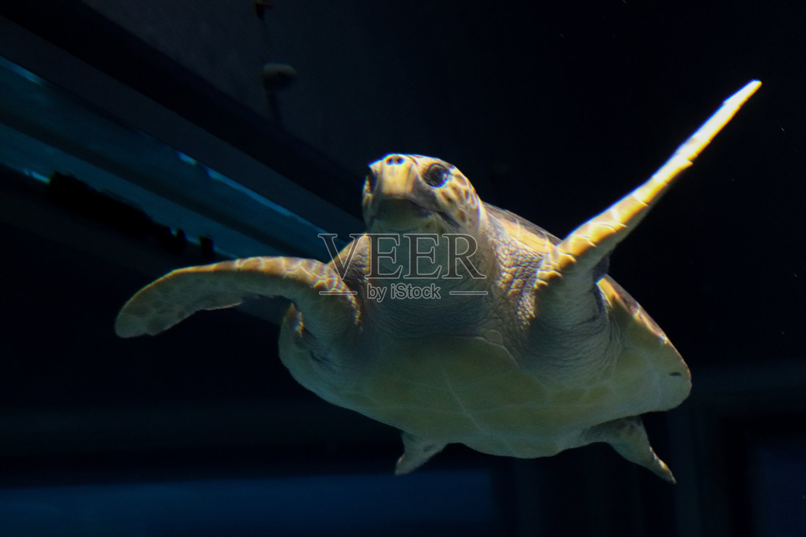 海龟在水里游泳照片摄影图片