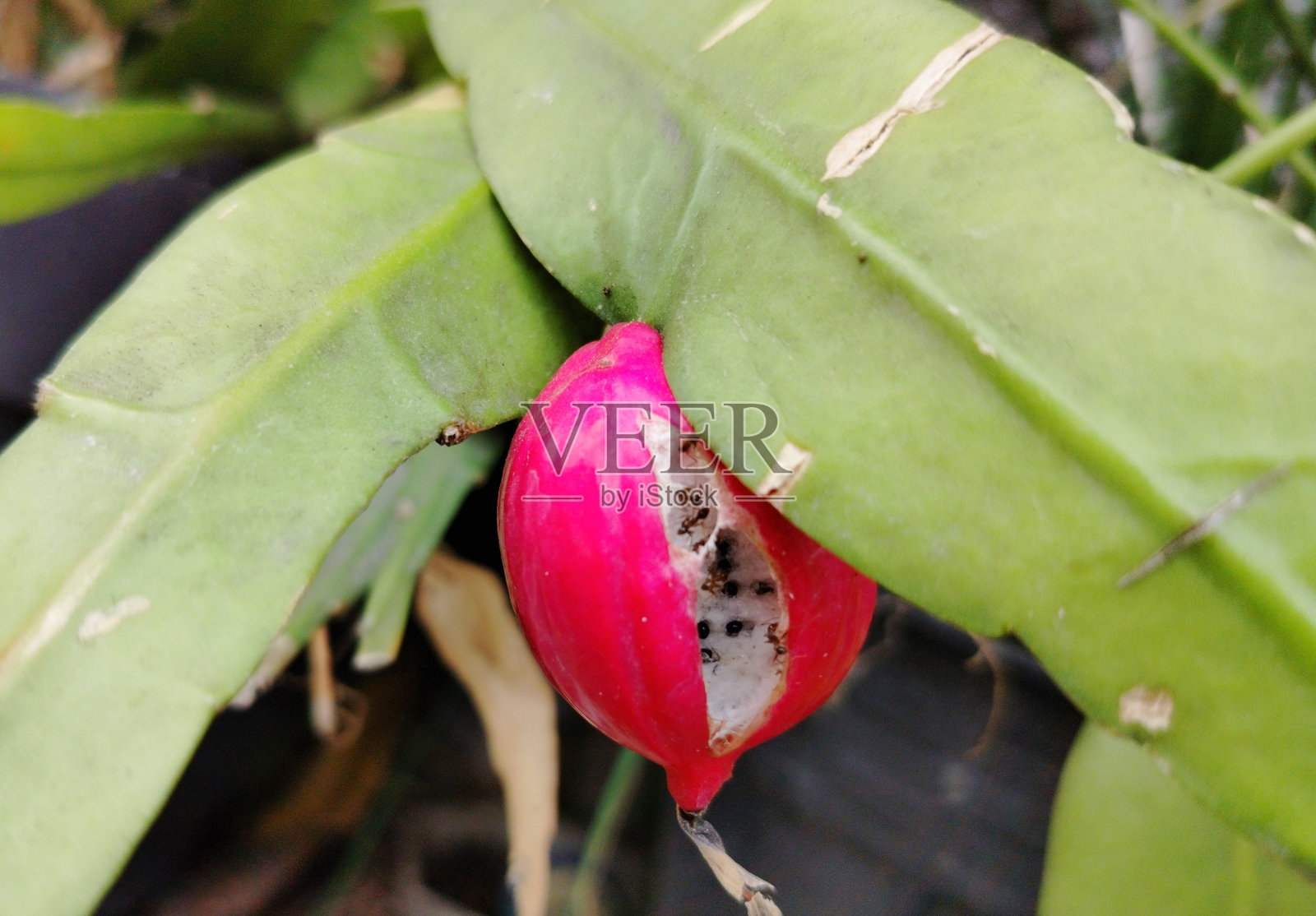 叶兰的果实照片摄影图片