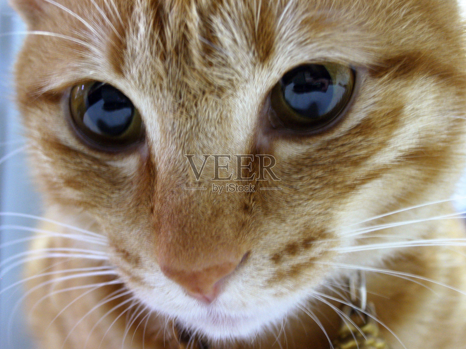 猫集中照片摄影图片