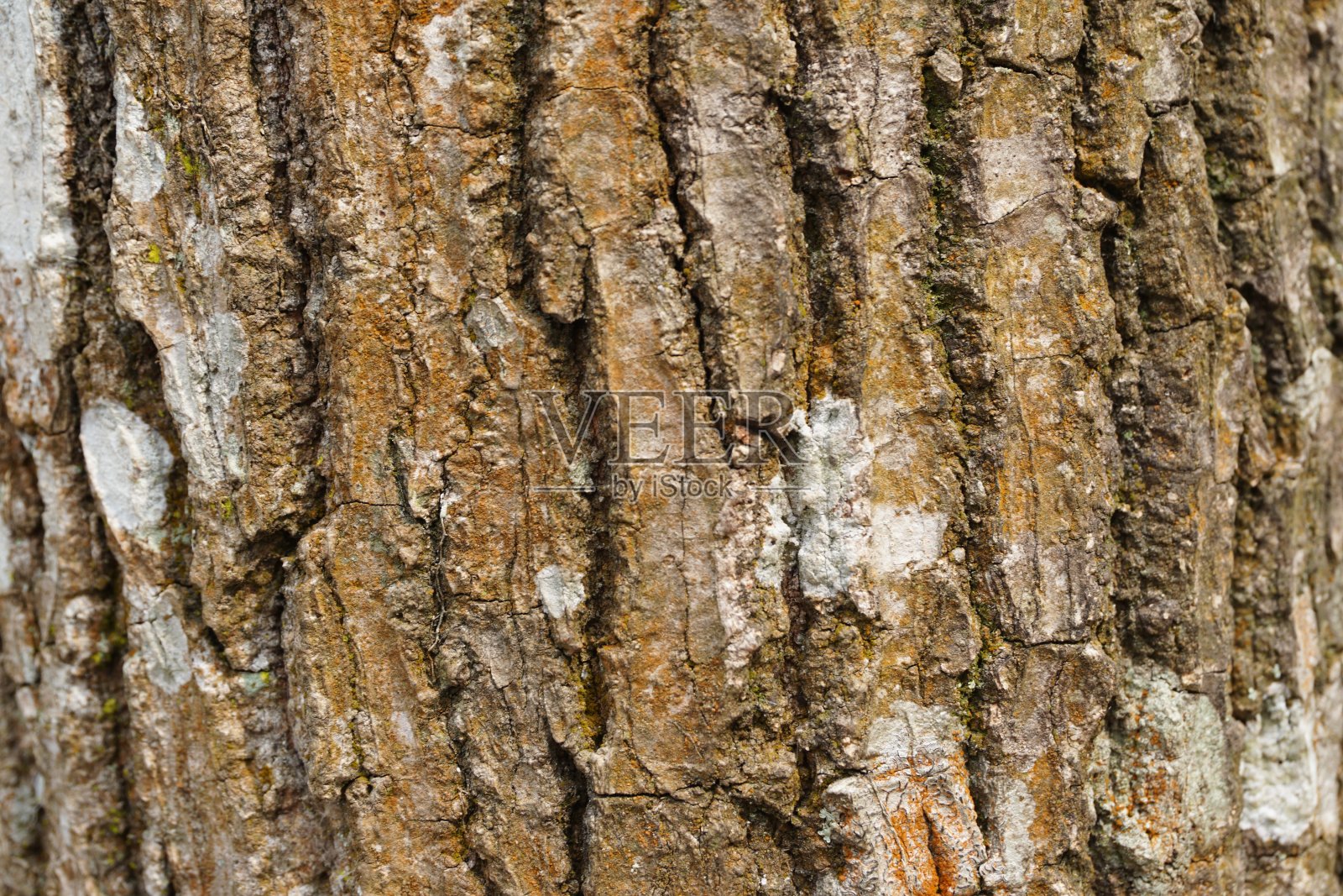松树树皮的纹理照片摄影图片