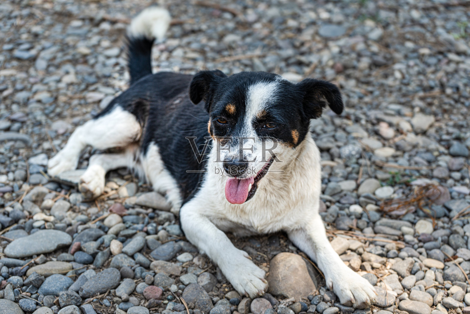 户外治疗流浪狗照片摄影图片