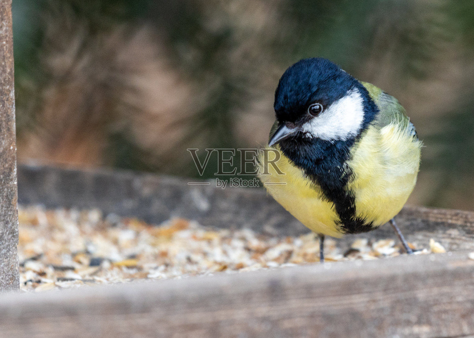 爱尔兰都柏林的户外大山雀照片摄影图片