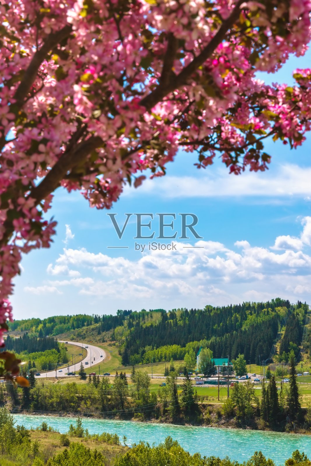 粉红色的花朵勾勒出弓河山谷照片摄影图片