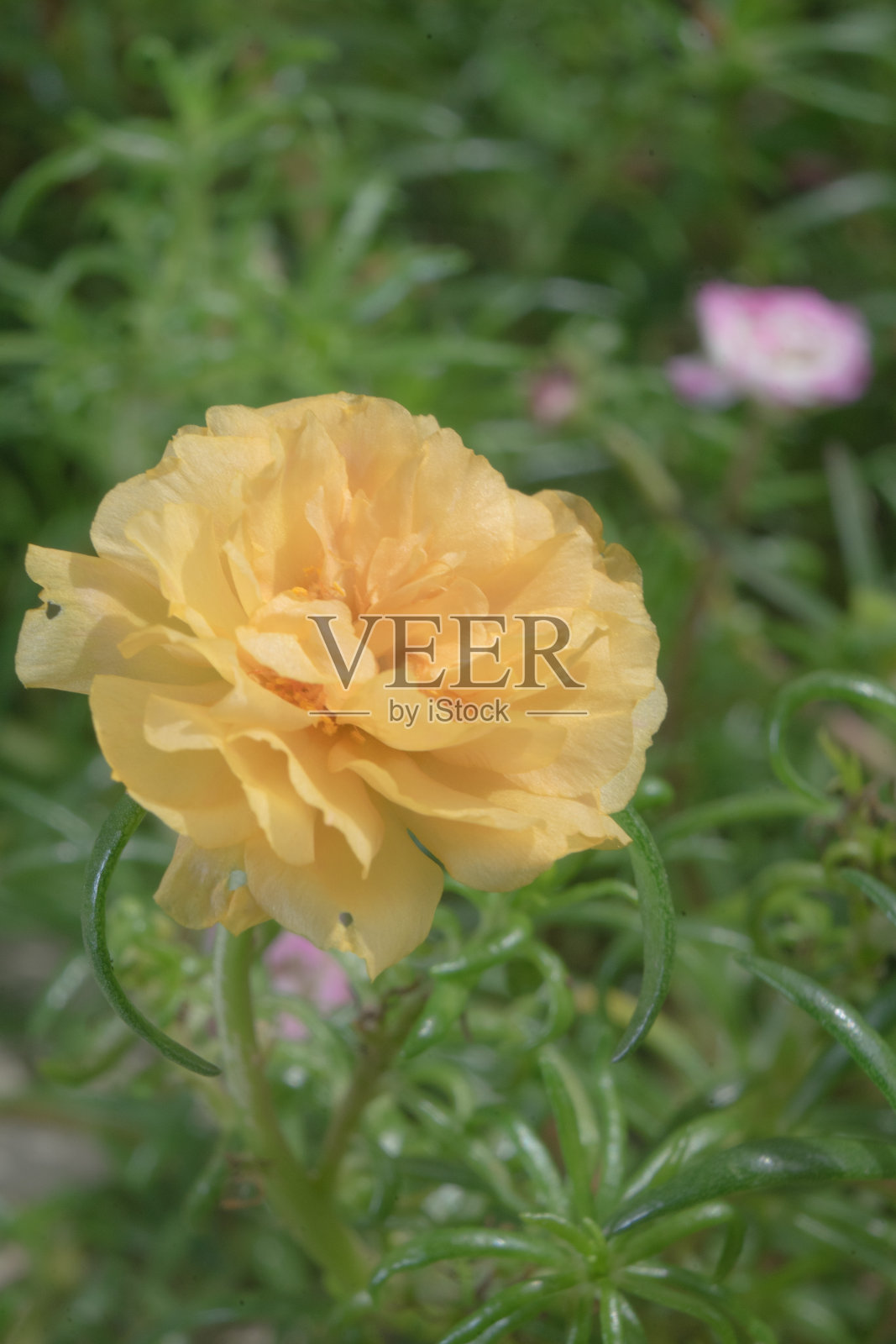 花瓣苔藓玫瑰马齿苋马齿苋黄色特写细节与绿叶背景照片摄影图片