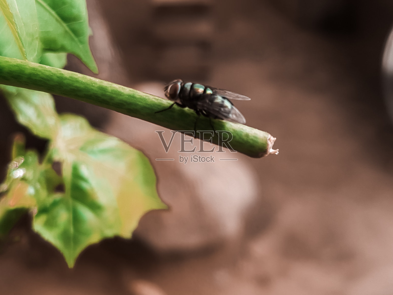 家蝇照片摄影图片