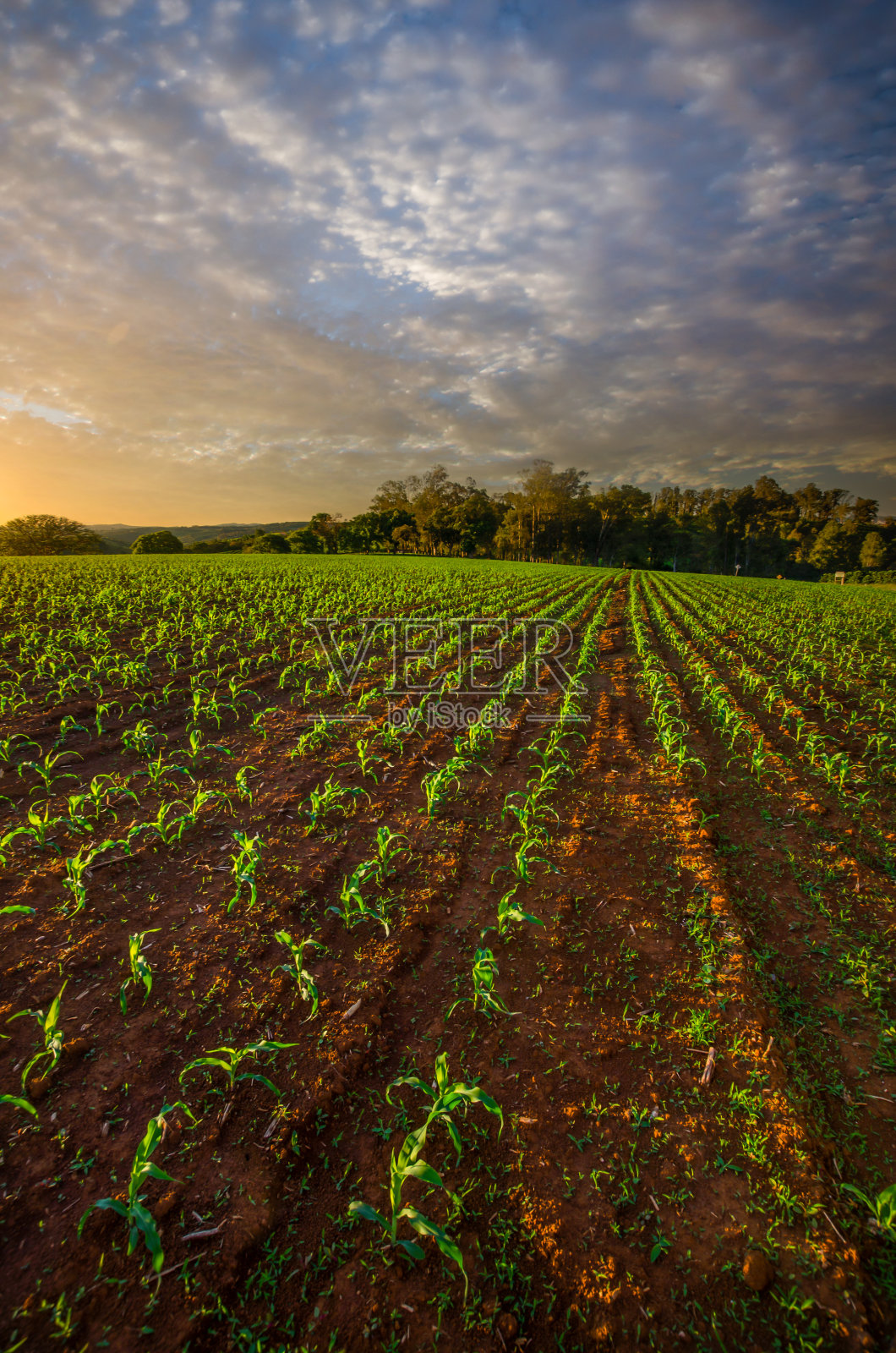 夕阳下的玉米田，阳光明媚照片摄影图片
