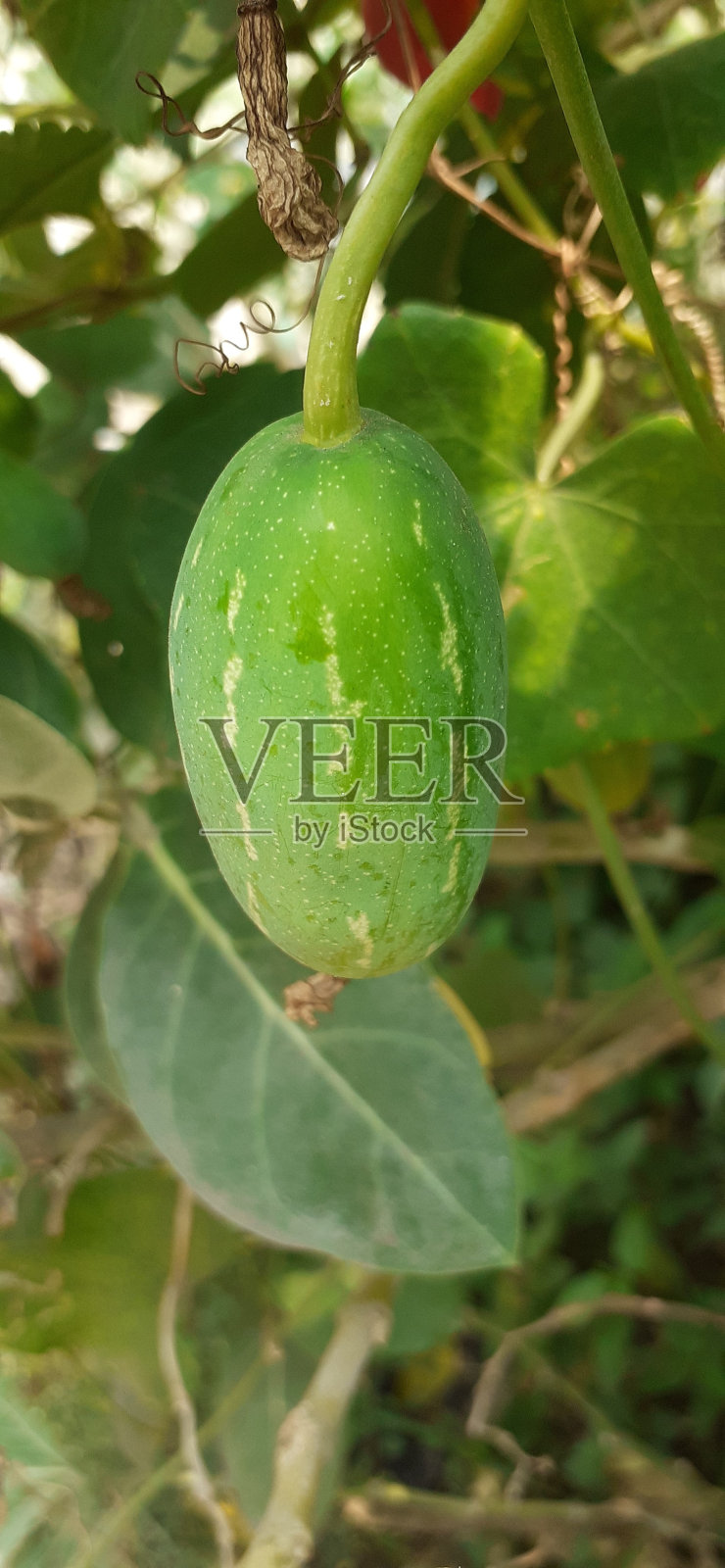 绿色叶子背景上的红瓜照片摄影图片