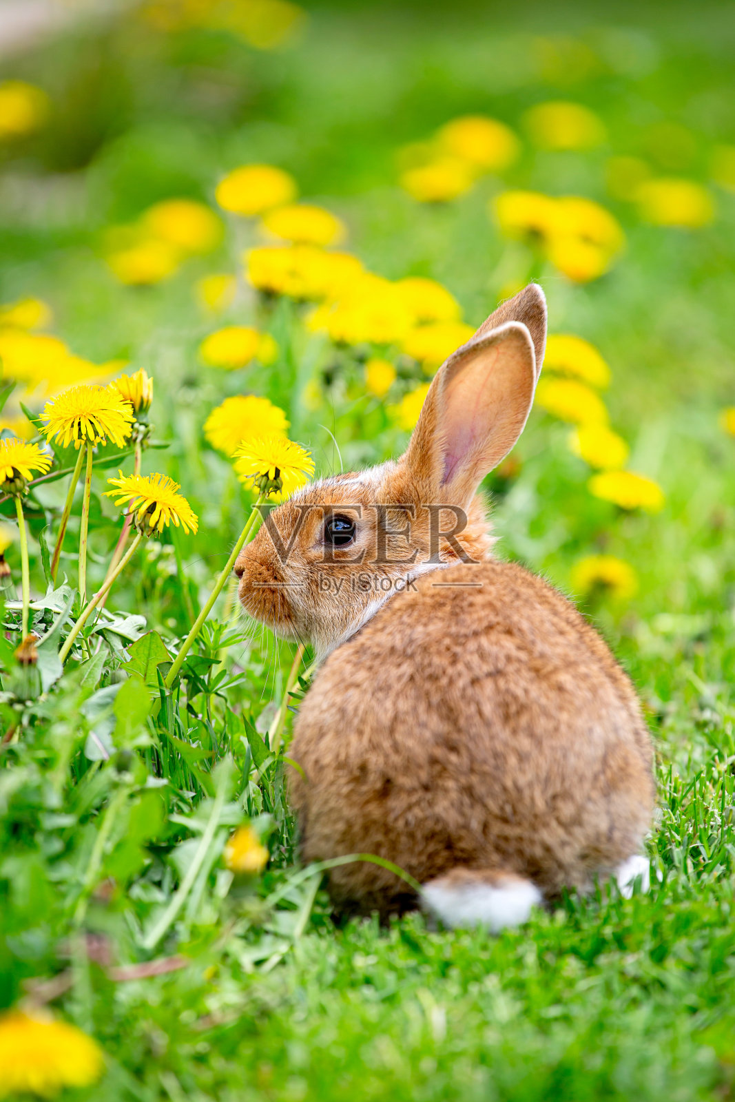 在一个阳光明媚的夏日，一只红色的兔子坐在黄色蒲公英丛中的草地上照片摄影图片