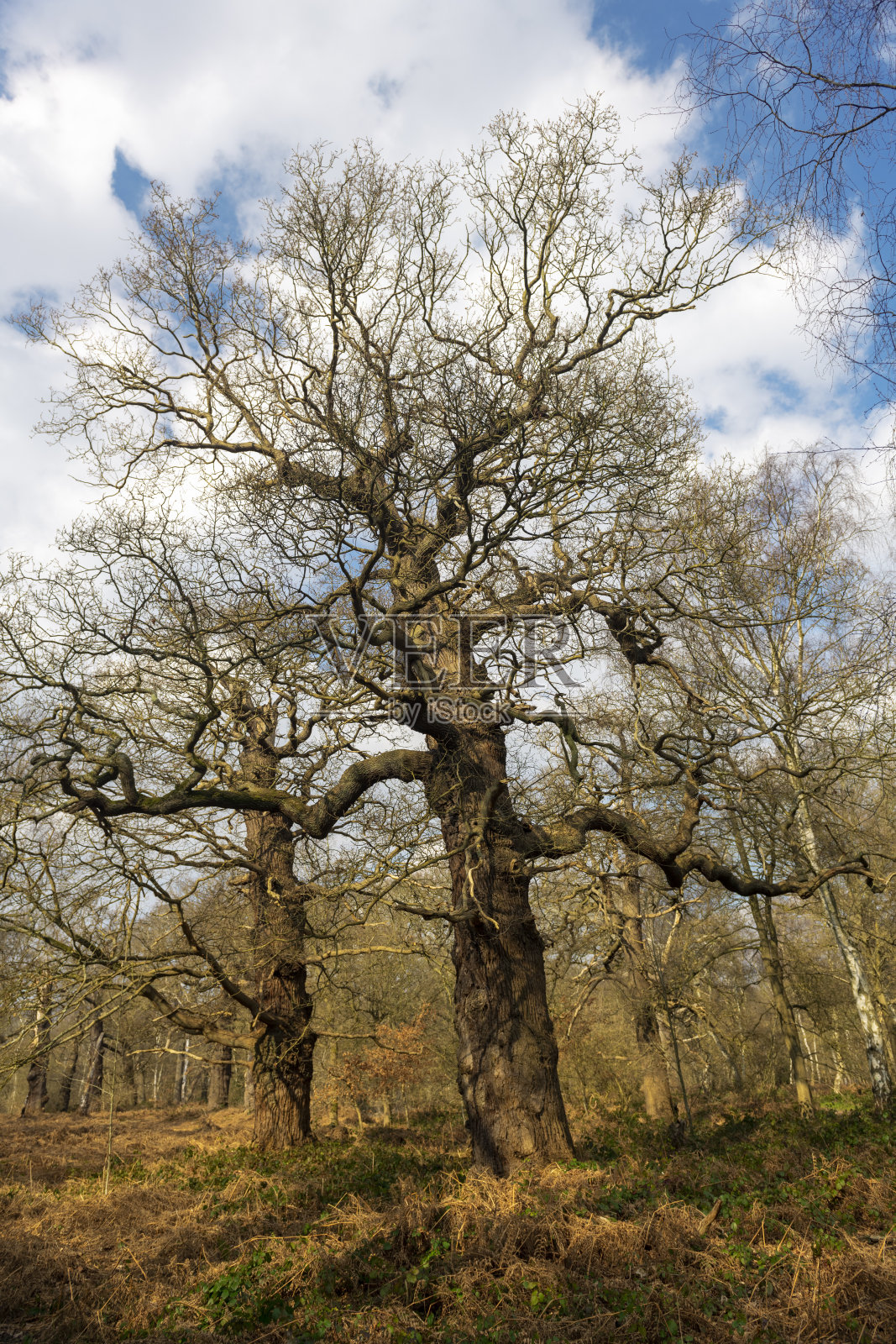一对古老的橡树在舍伍德森林，诺丁汉郡，英格兰。照片摄影图片