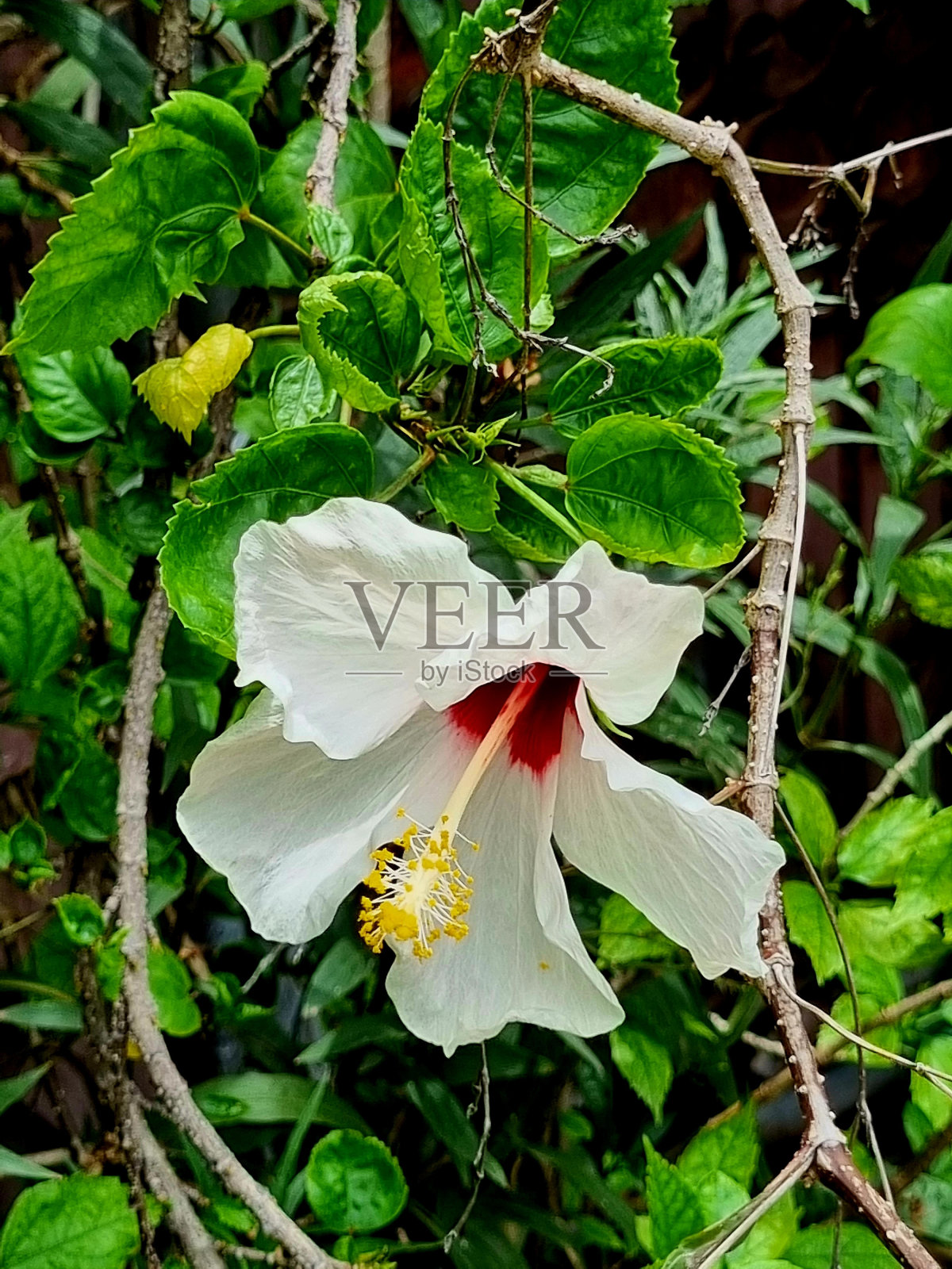 花照片摄影图片