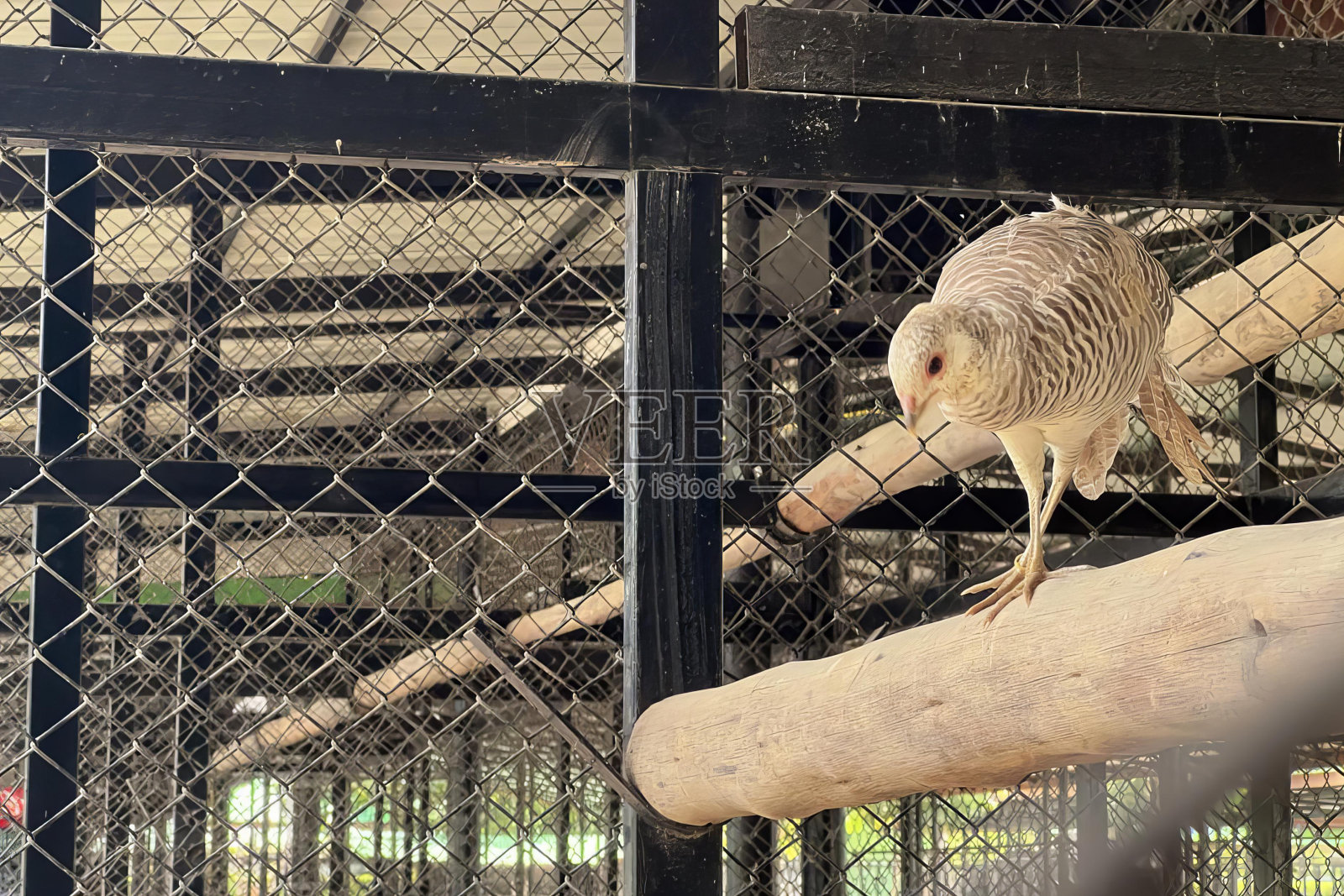 一只鸟栖息在笼子里的树枝上的照片，在笼子里栖息在树枝上的鸨鸟。照片摄影图片
