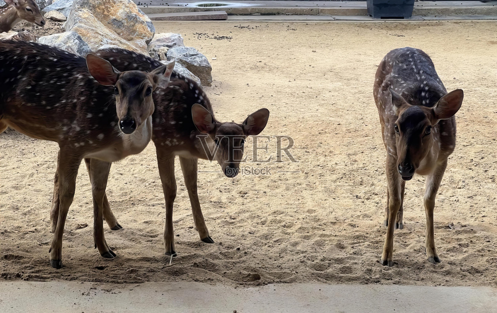 两只鹿站在岩石附近的沙滩上，骆驼在一个有沙子和岩石的动物园围栏里。照片摄影图片