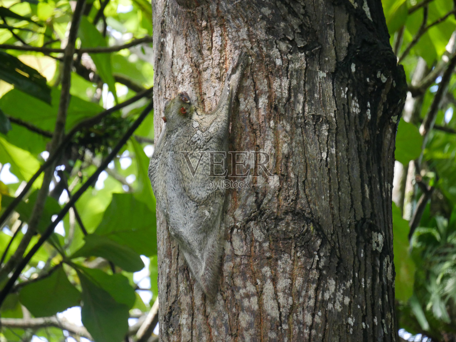 鼯猴也被称为巽他飞行狐猴粘在树上照片摄影图片