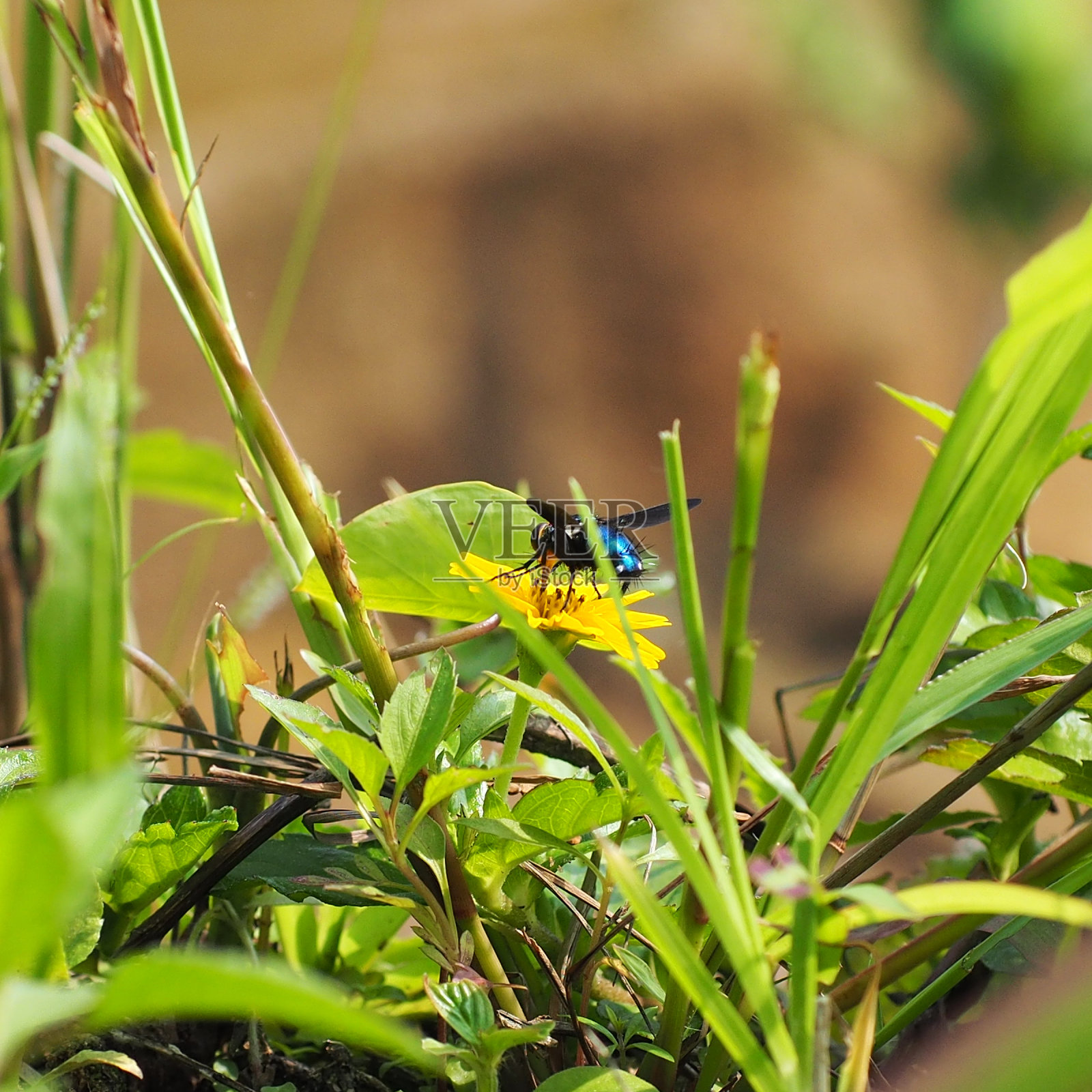 巨大的蜜蜂栖息在黄花上照片摄影图片