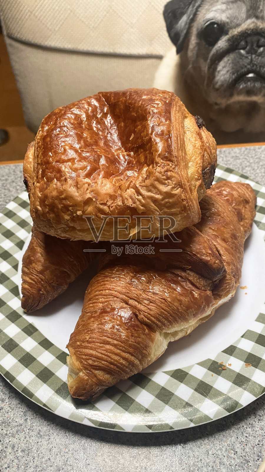 可爱的哈巴狗拒绝了含糖羊角面包的诱惑:不适合狗的食物照片摄影图片