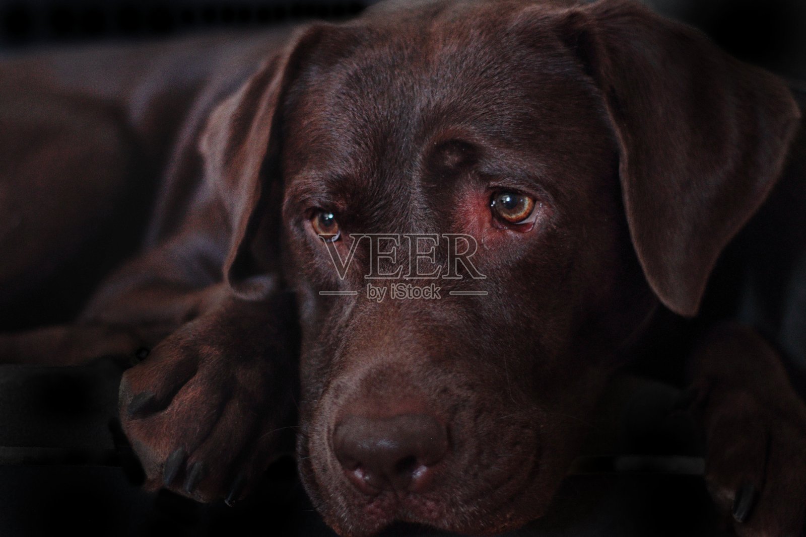 拉布拉多为照片摄影图片