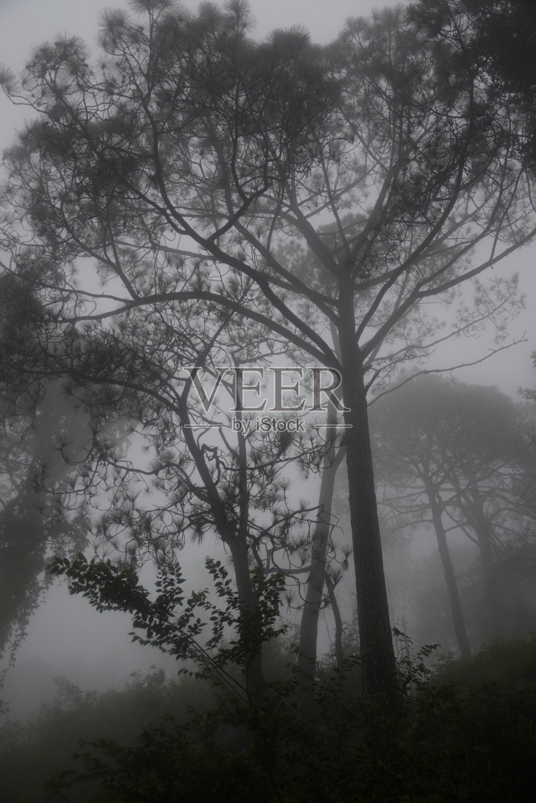 北阿坎德邦山区车站雾蒙蒙的树木照片摄影图片