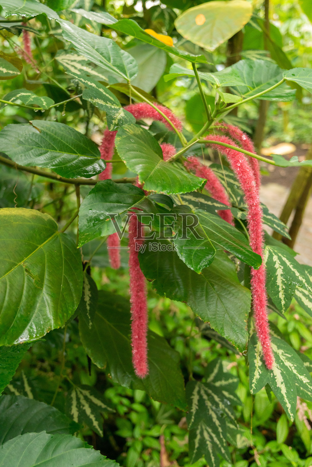 瑞士苏黎世的雪尼尔植物照片摄影图片