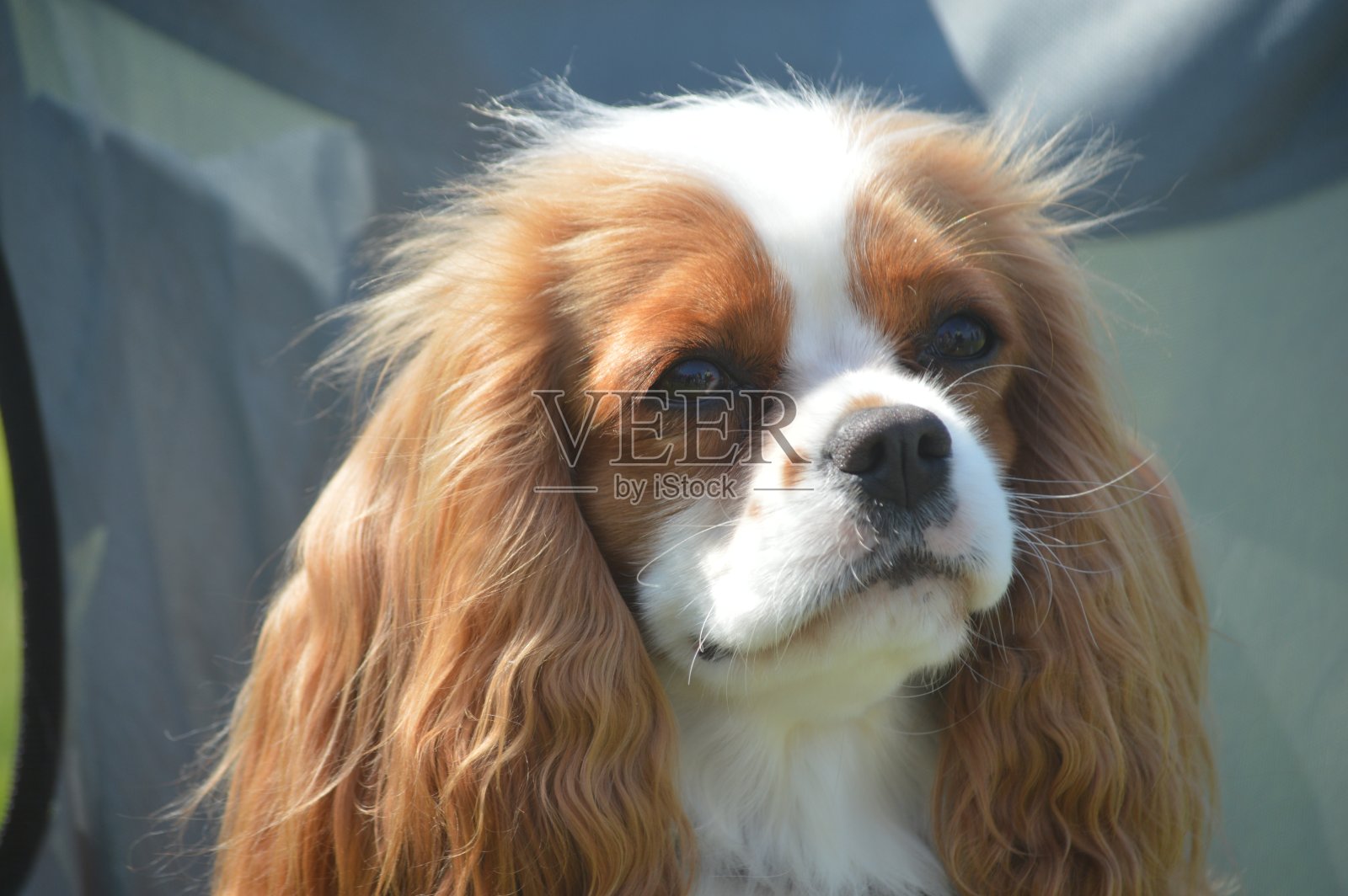 狗狗照片摄影图片