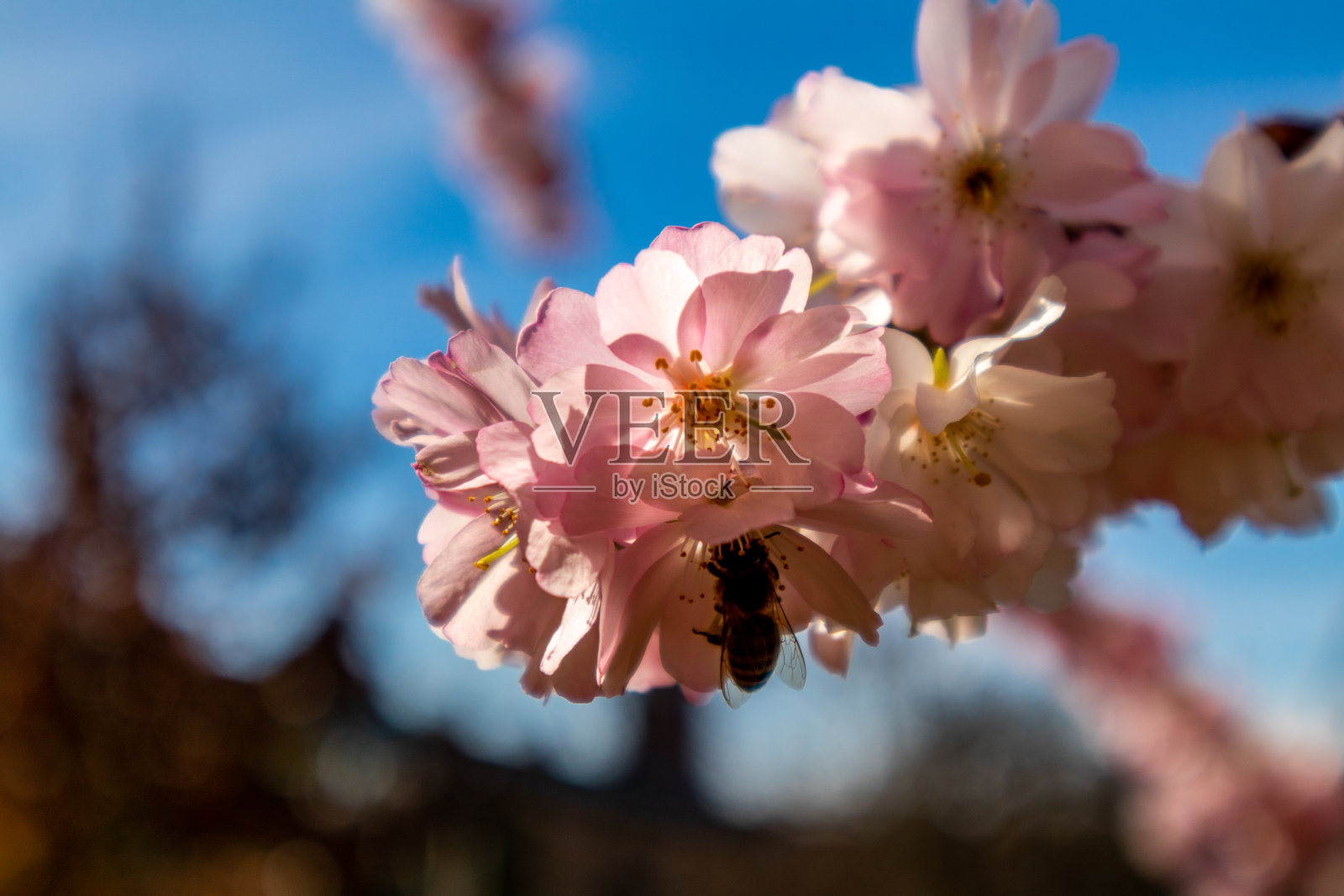 弗莱堡老城区漫步照片摄影图片