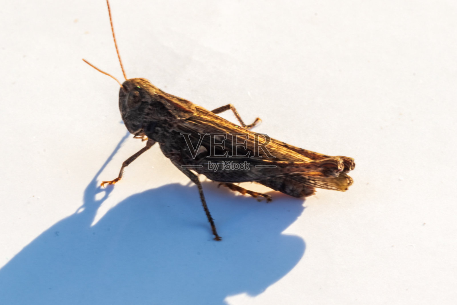 俯视图，蚱蜢的微距镜头。照片摄影图片