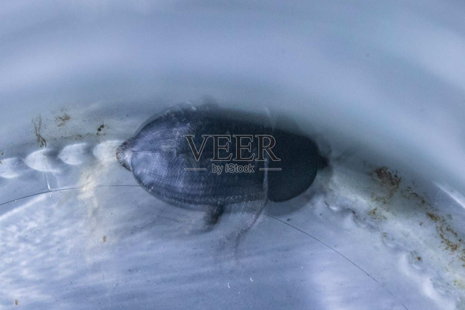 俯视图，微距拍摄一只死甲虫家族中的甲虫。照片摄影图片