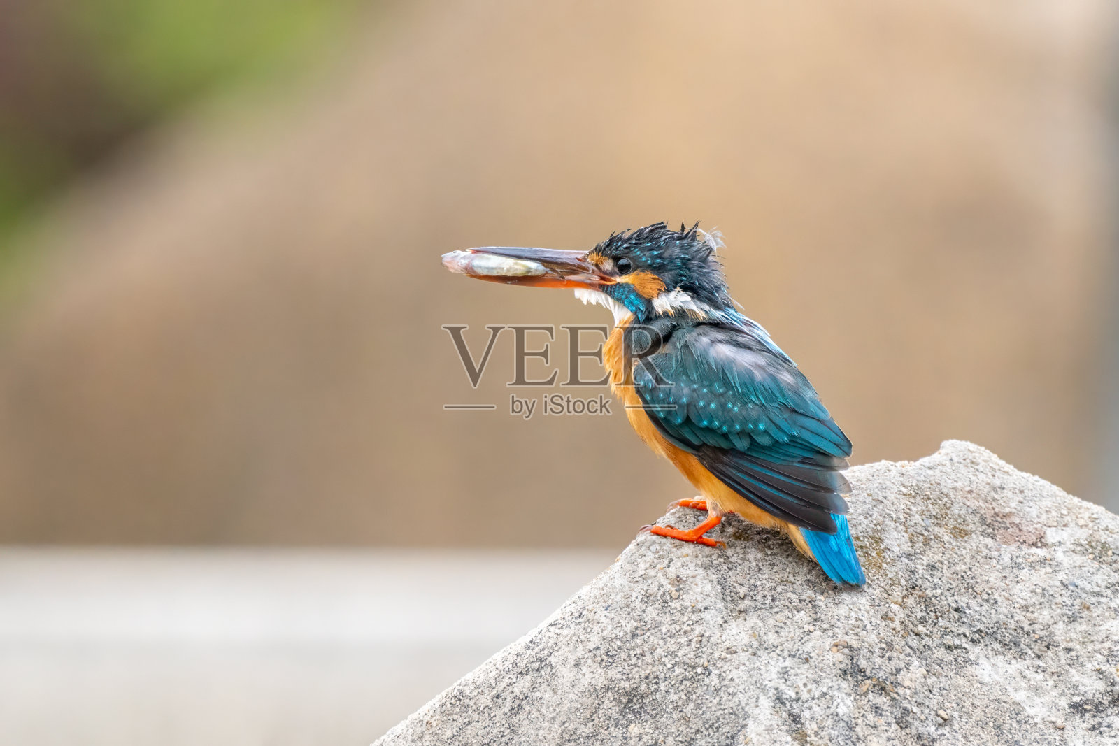 一只蓝色翠鸟坐在石头上吃鱼的特写照片摄影图片