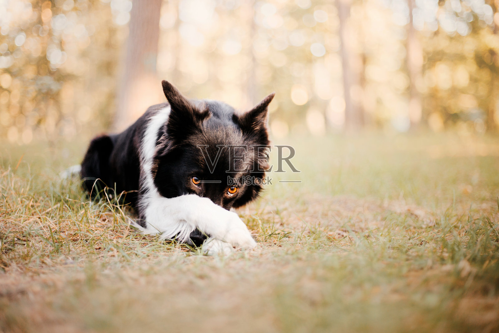 边境牧羊犬在秋天的肖像。落叶。金秋时节。印度夏天照片摄影图片