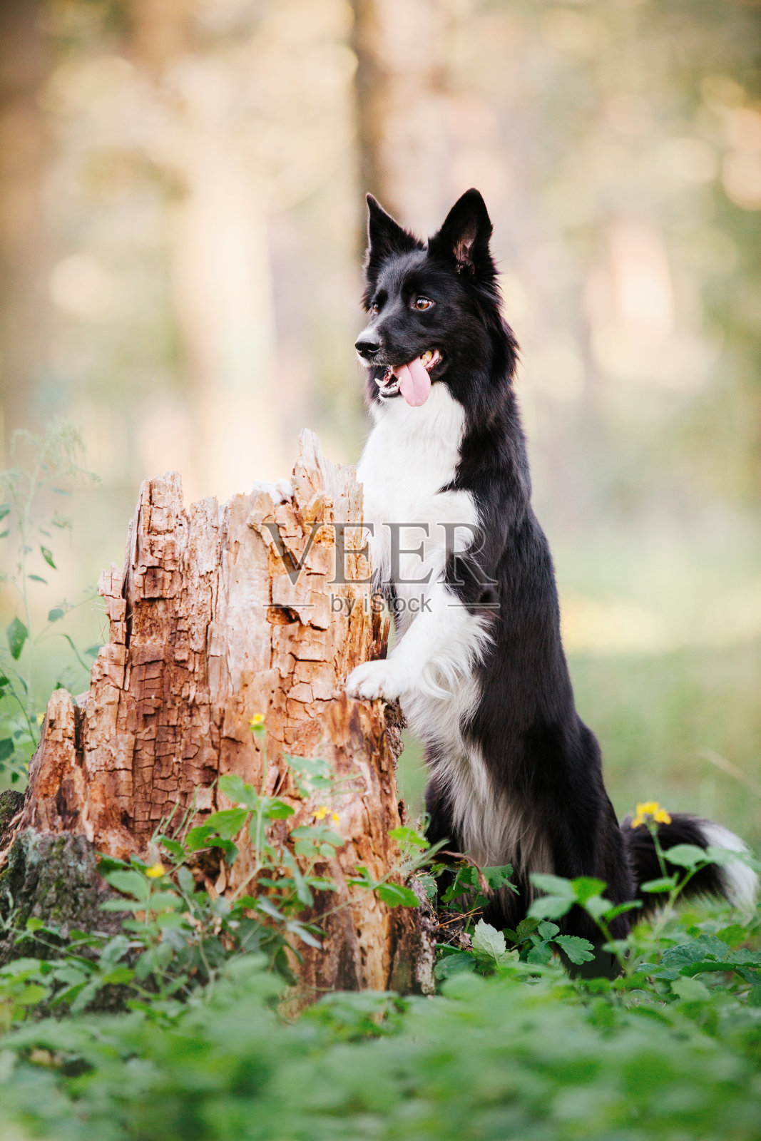 边境牧羊犬在散步。自然中的狗。照片摄影图片