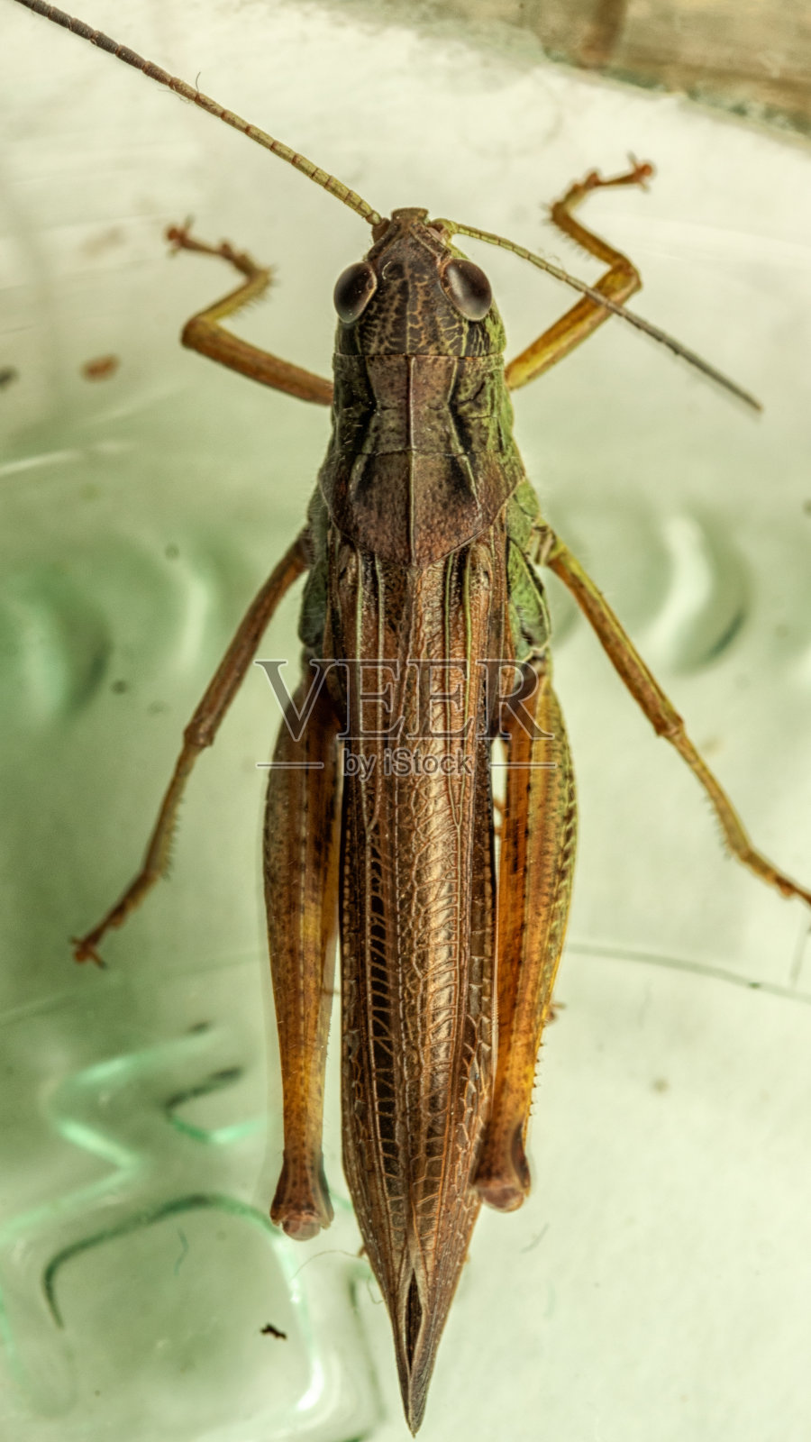 俯视图，蚱蜢的微距镜头。照片摄影图片