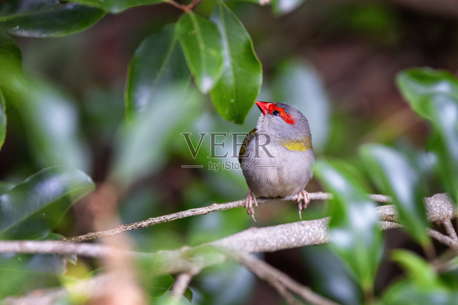 栖息在林地中的雄性红眉雀，新眉雀。这种吃种子的小鸟是一种栖息在澳大利亚东海岸的黑翅雀。照片摄影图片