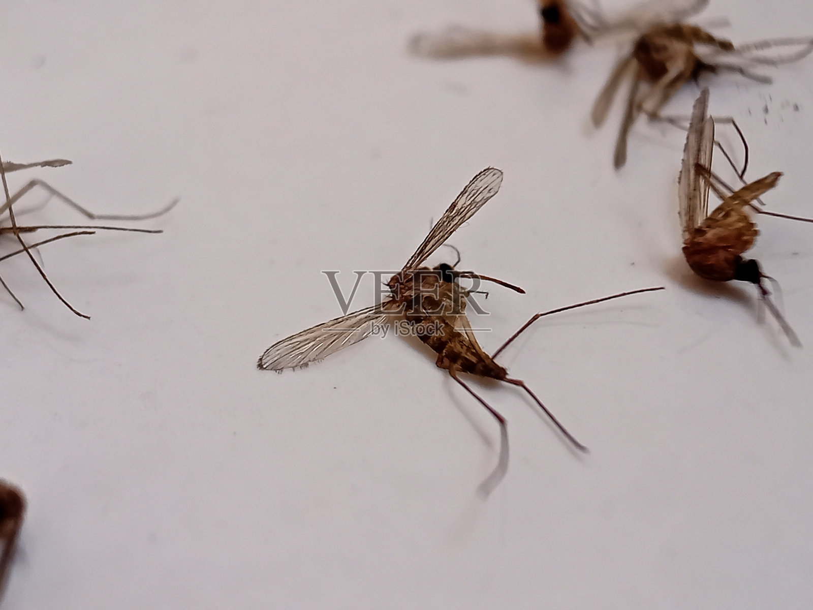 白色背景上的一组死蚊子。照片摄影图片
