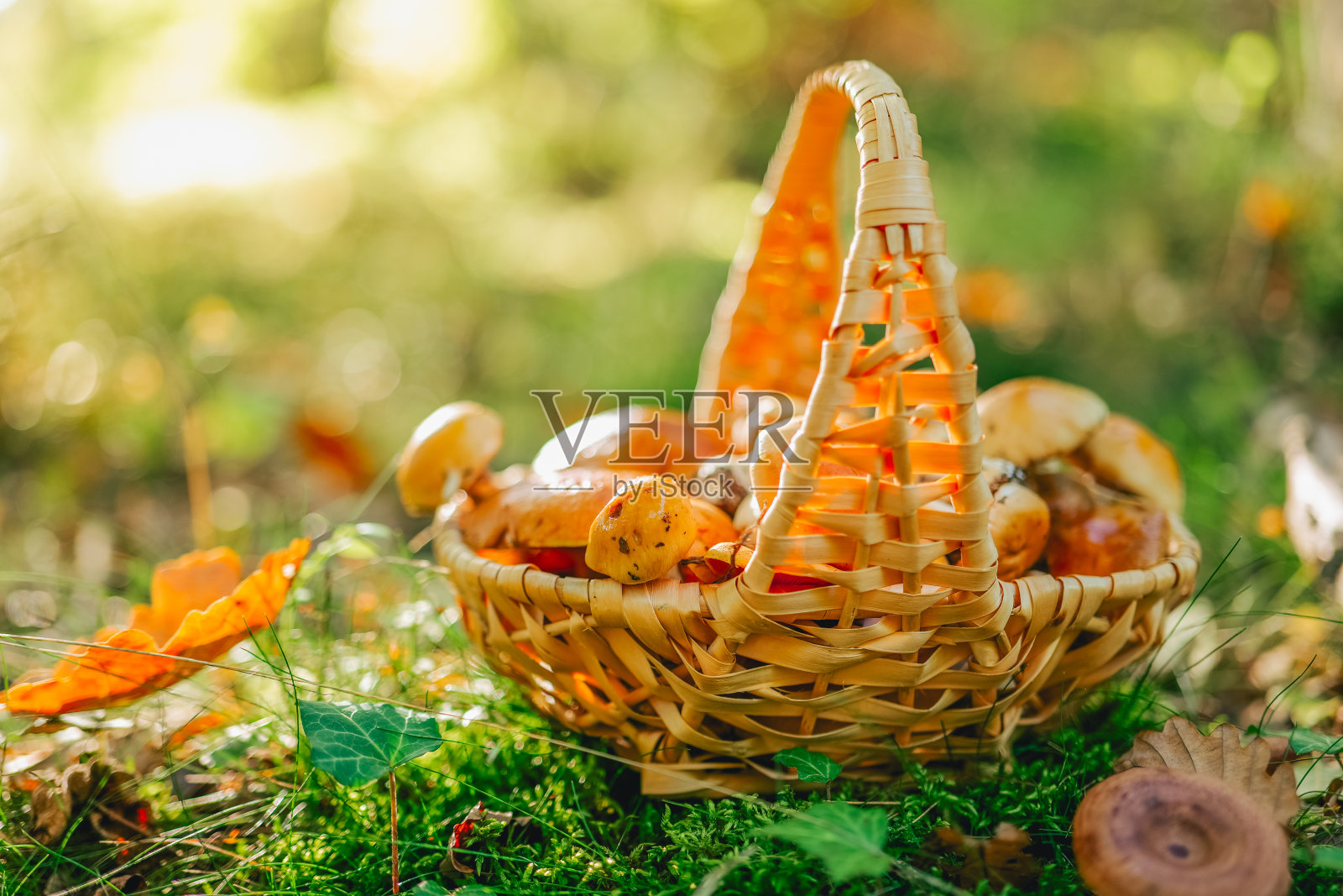 森林里的蘑菇篮子放在树桩上，在森林里晒太阳。收集森林蘑菇。鲳鱼和亚麻荠，蜂蜜蘑菇放在篮子里。森林背景照片摄影图片