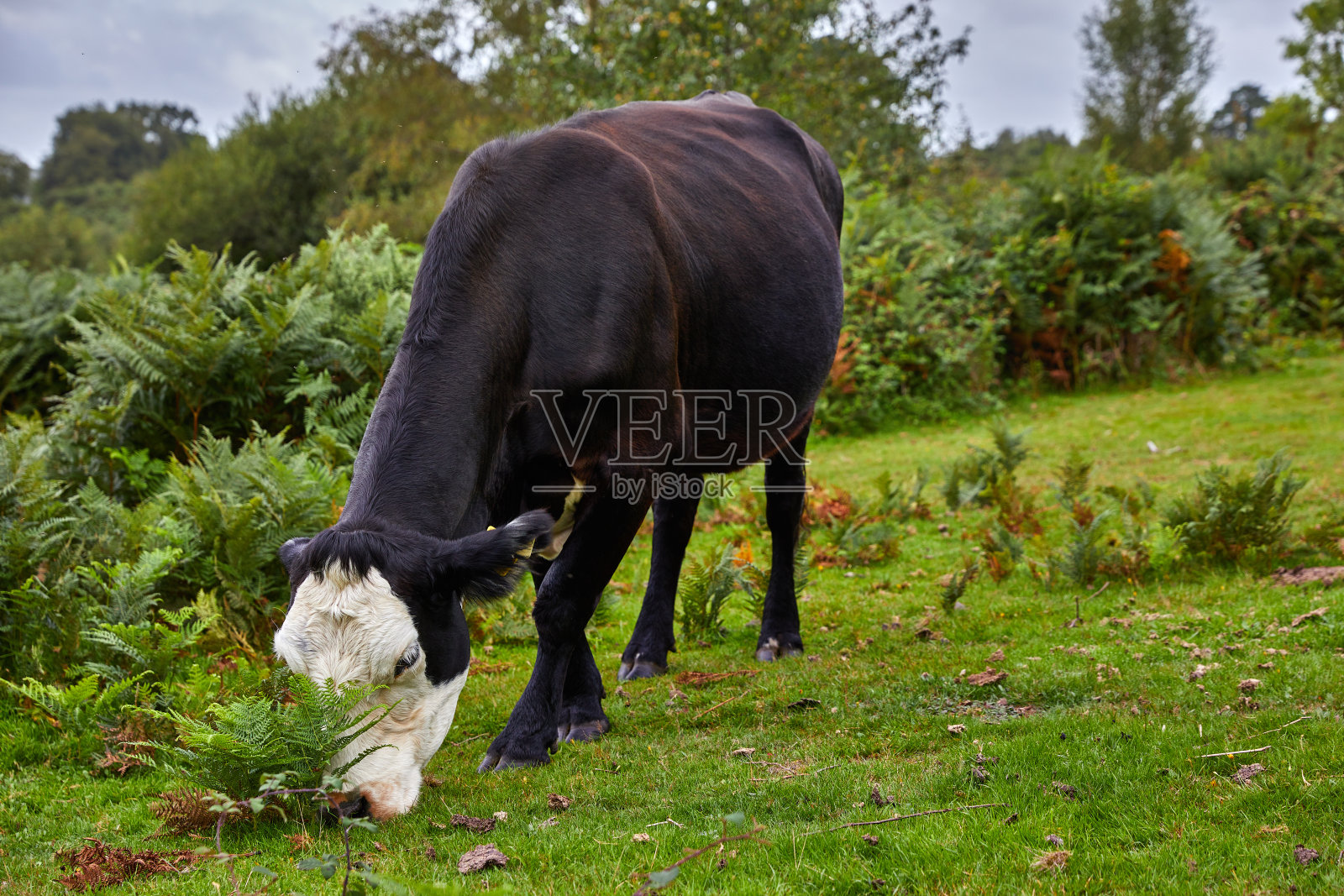 牛在新森林里吃草照片摄影图片