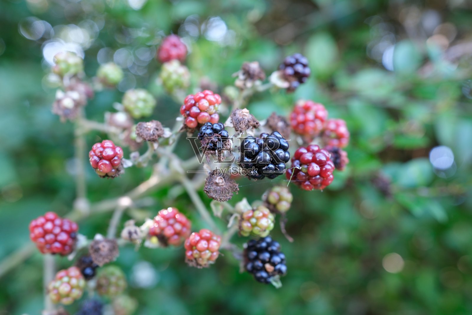 树莓浆果照片摄影图片