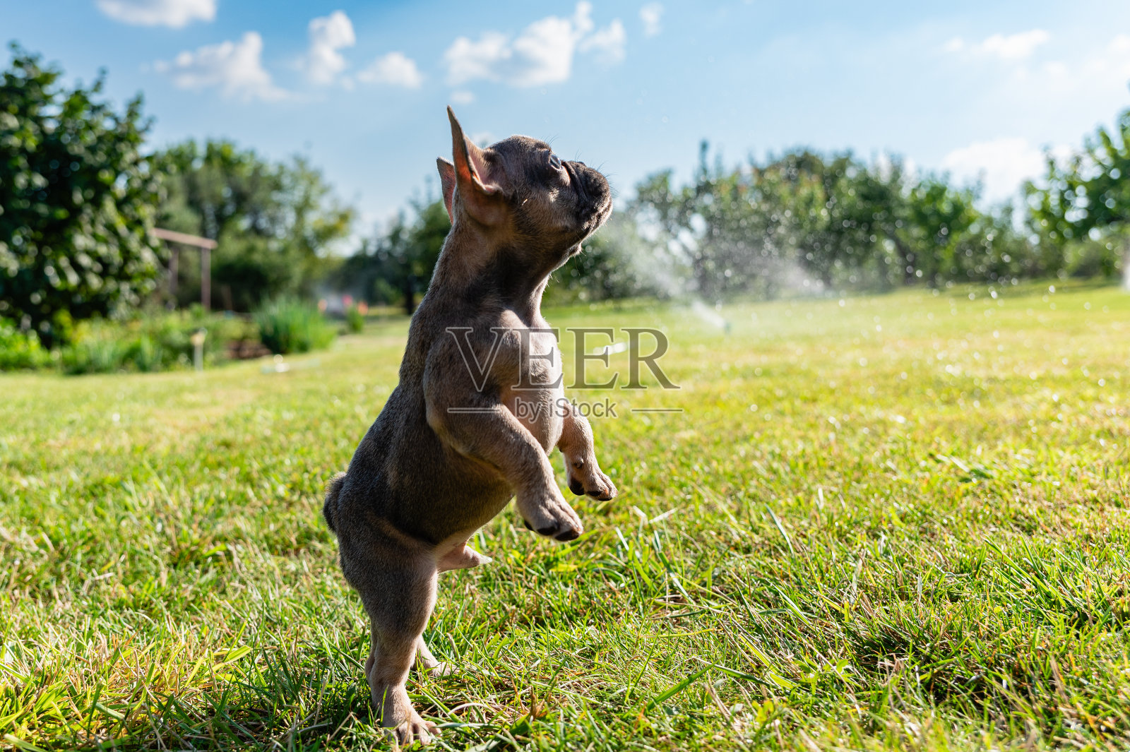 一只法国斗牛犬用后腿站立。照片摄影图片