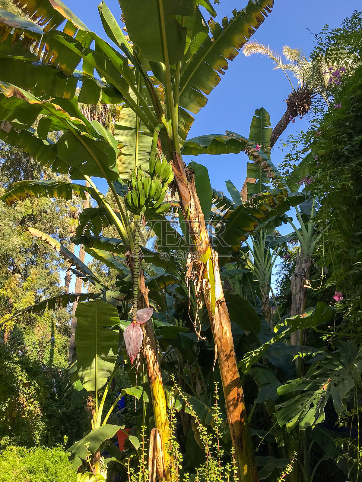 马拉喀什的一棵棕榈树照片摄影图片