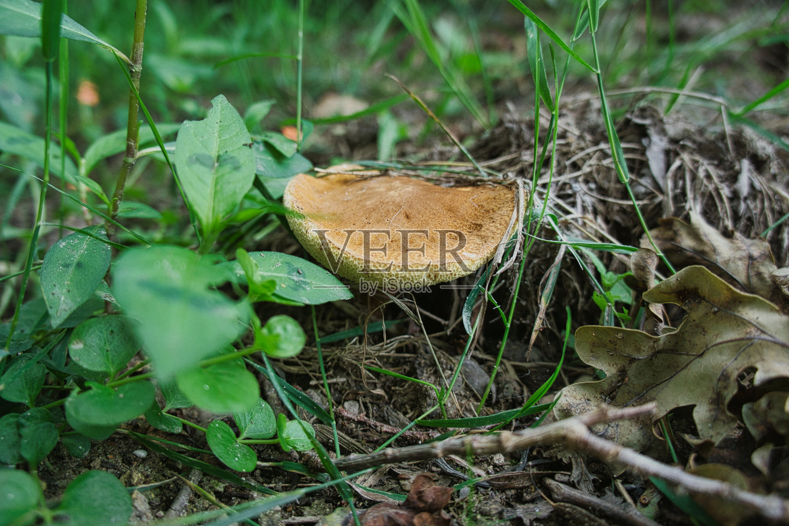 野生森林蘑菇照片摄影图片