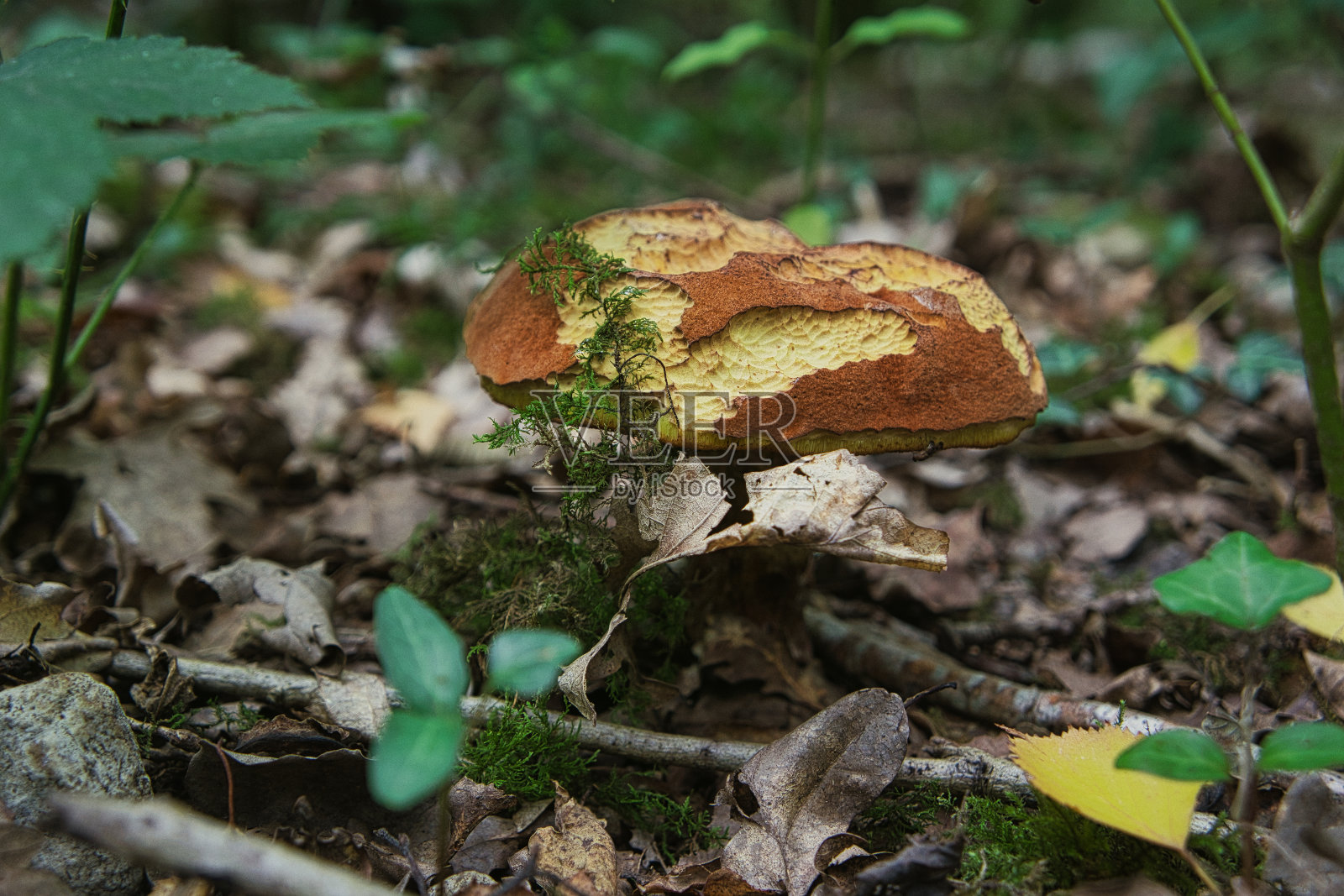 野生森林蘑菇照片摄影图片