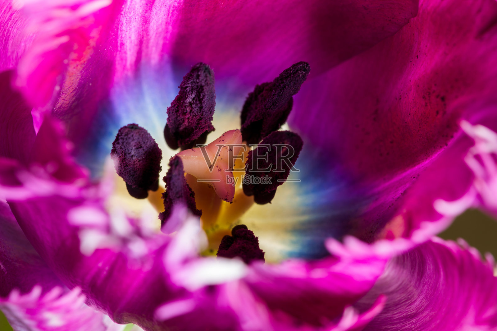 郁金香盛开的花朵，特写镜头照片摄影图片