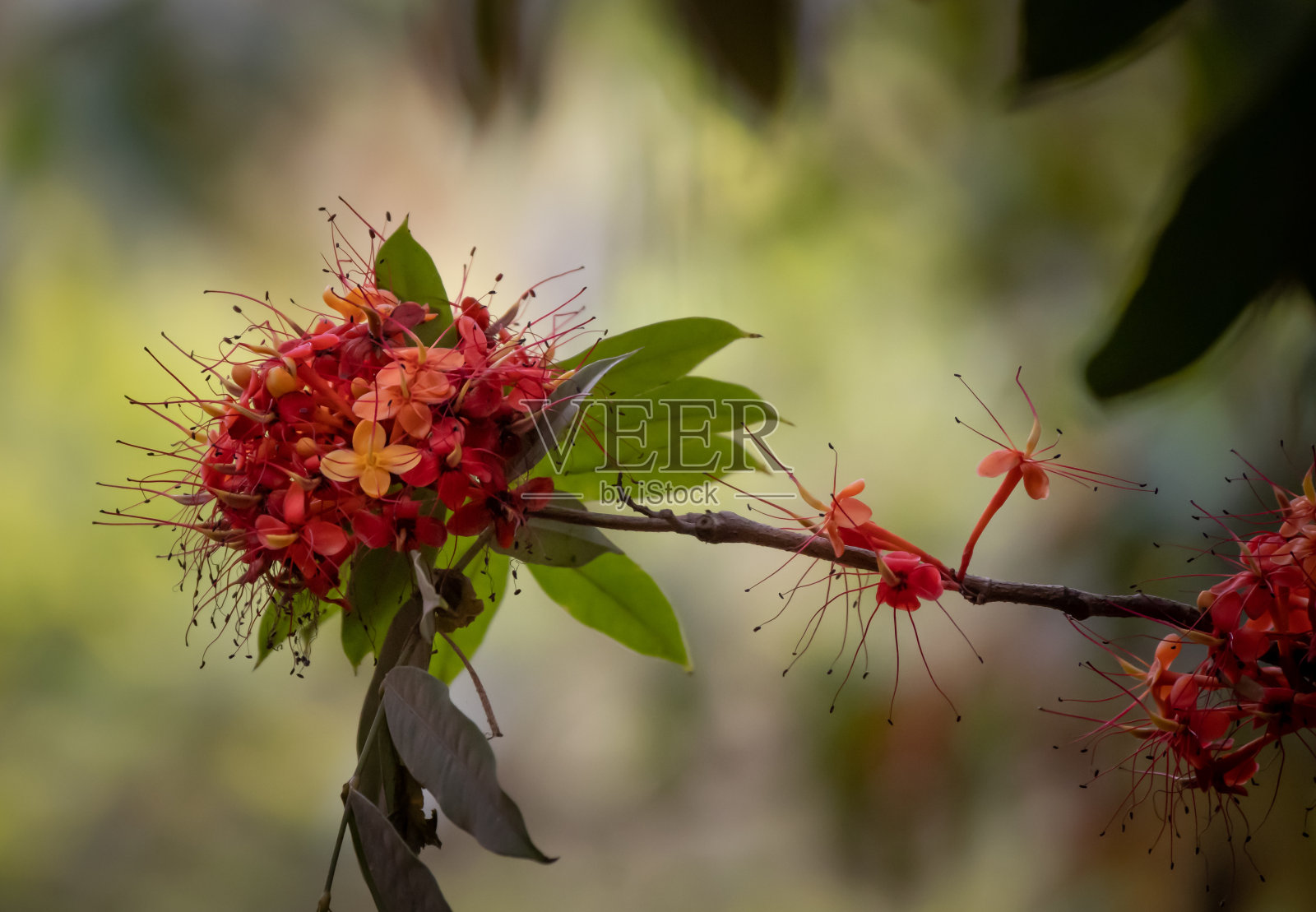 阿育王树花照片摄影图片