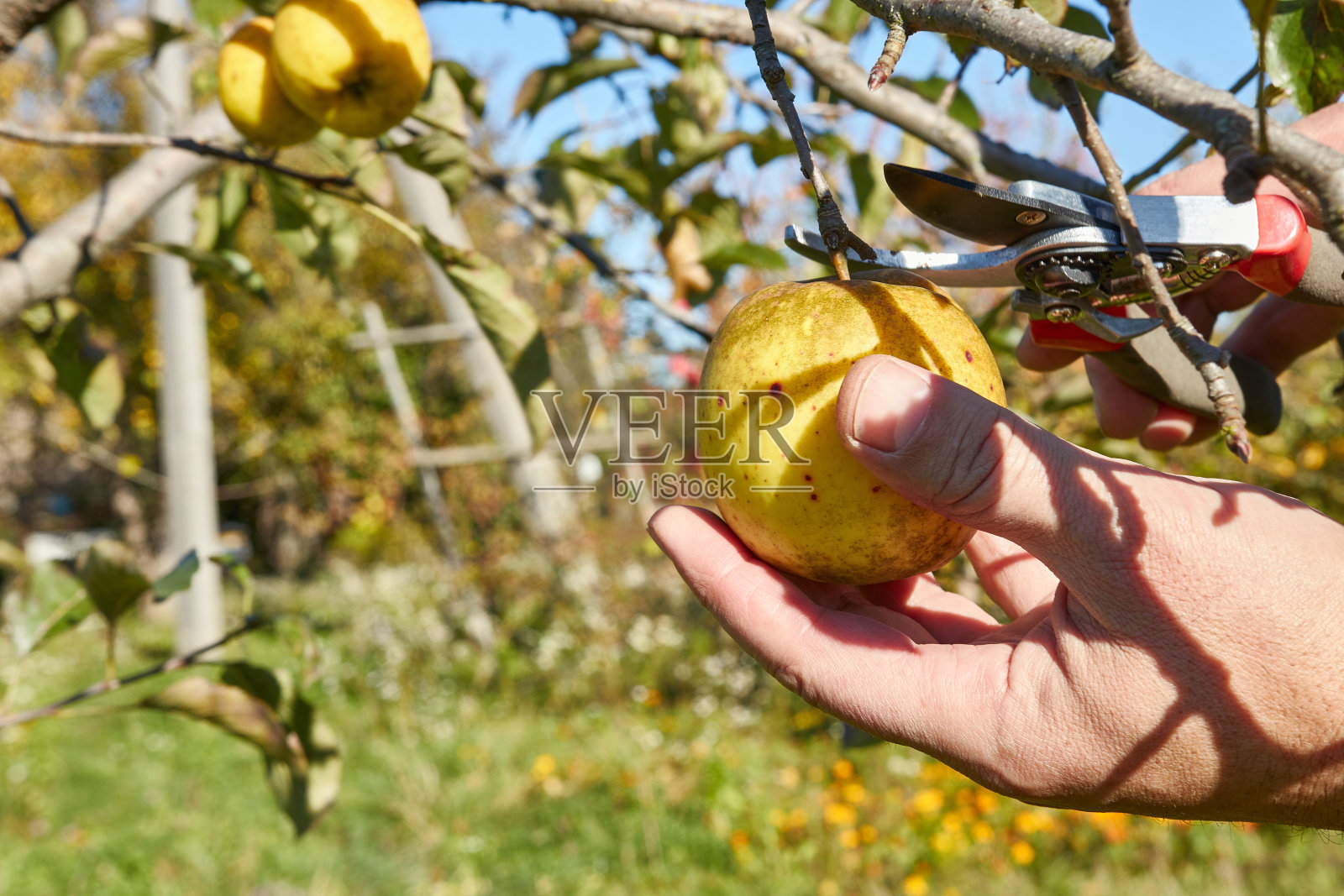 一个农民收集苹果。种植苹果。苹果丰收。照片摄影图片