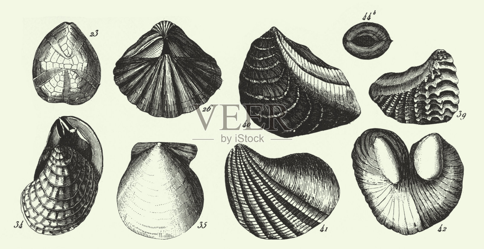 《历史的年份》，铜板岩地层化石，威克斯沃斯洞穴部分和化石雕刻古董插图，出版于1851年插画图片素材
