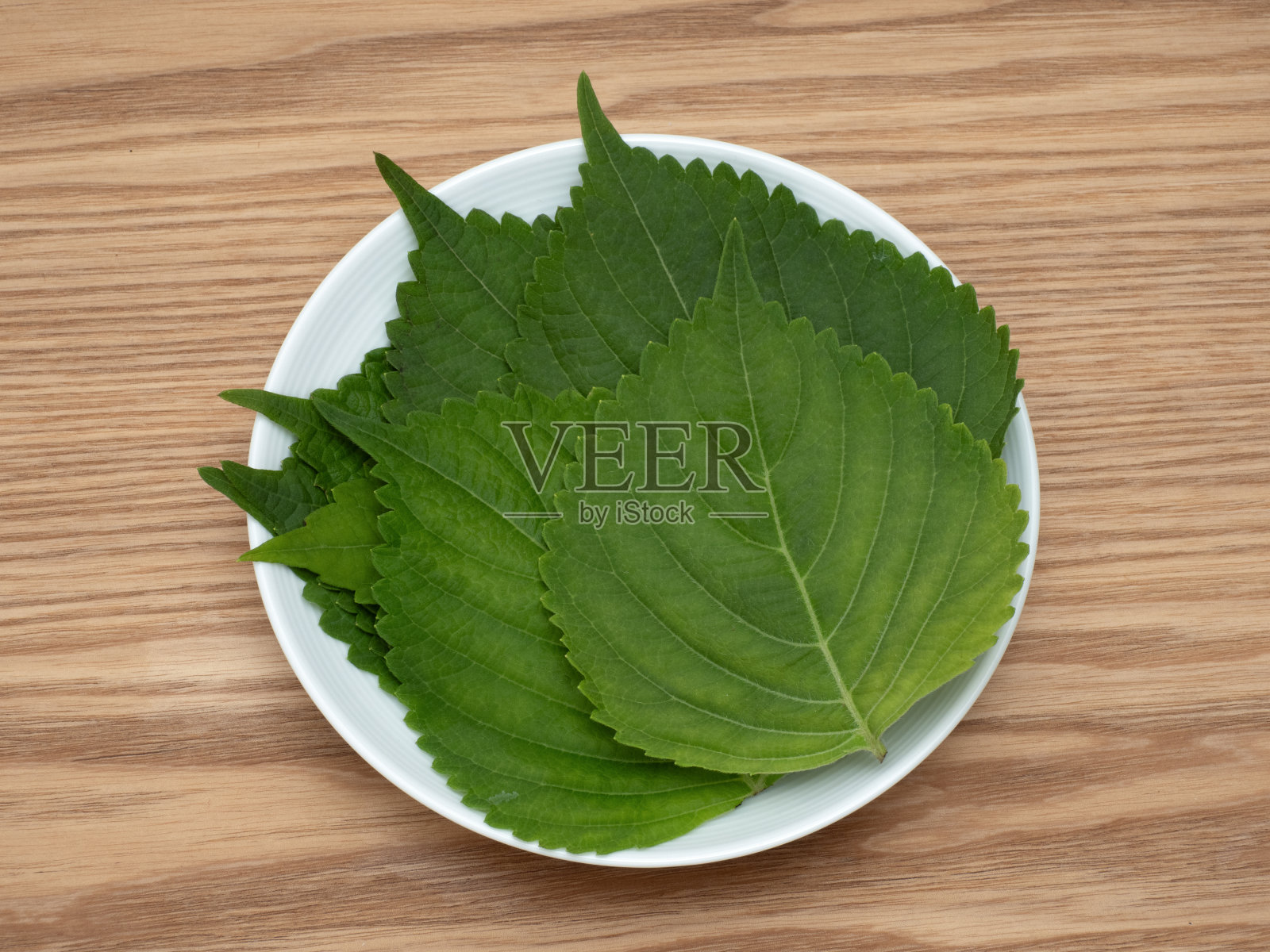 紫苏叶照片摄影图片