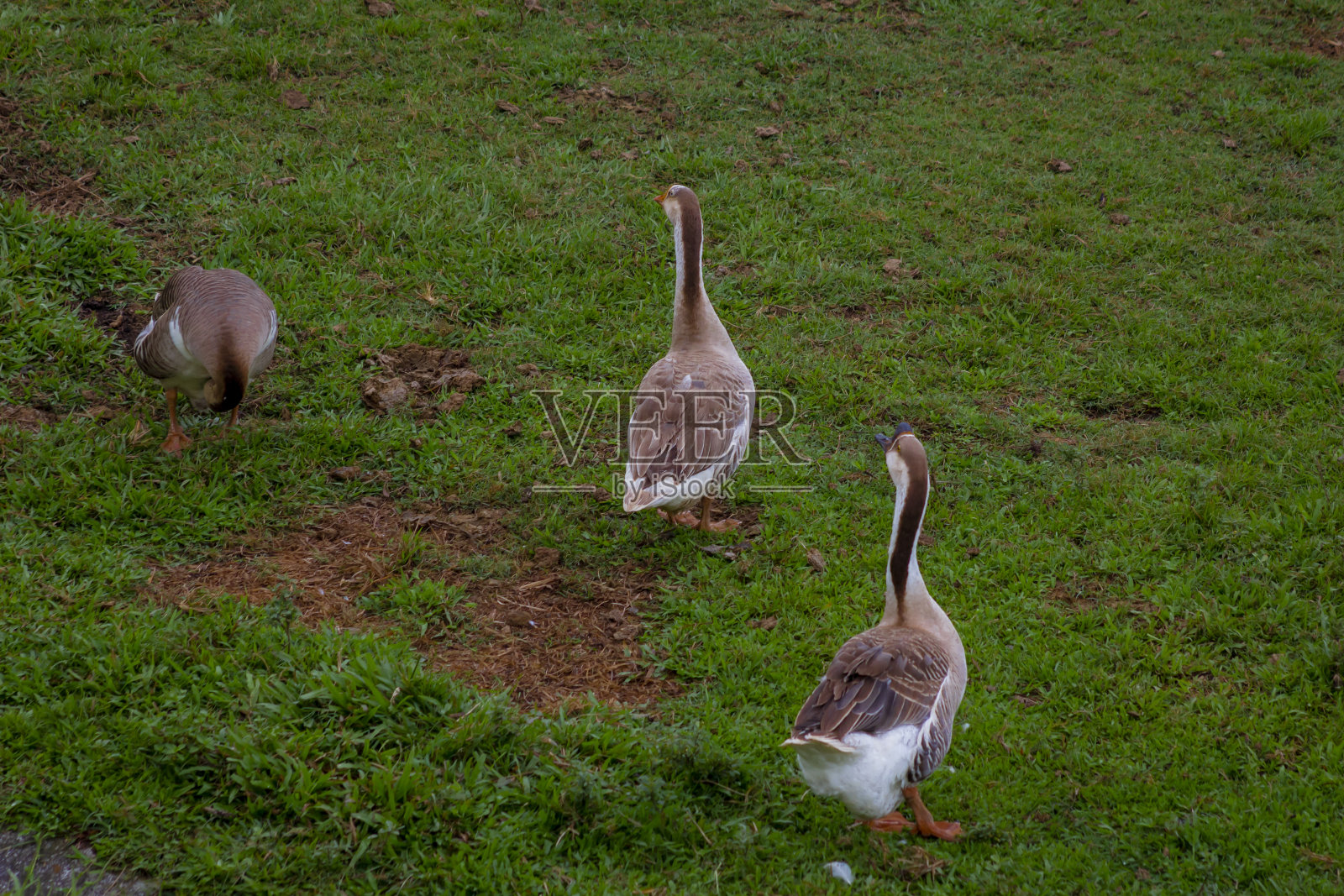 动物鸭子在公园里享受生活照片摄影图片