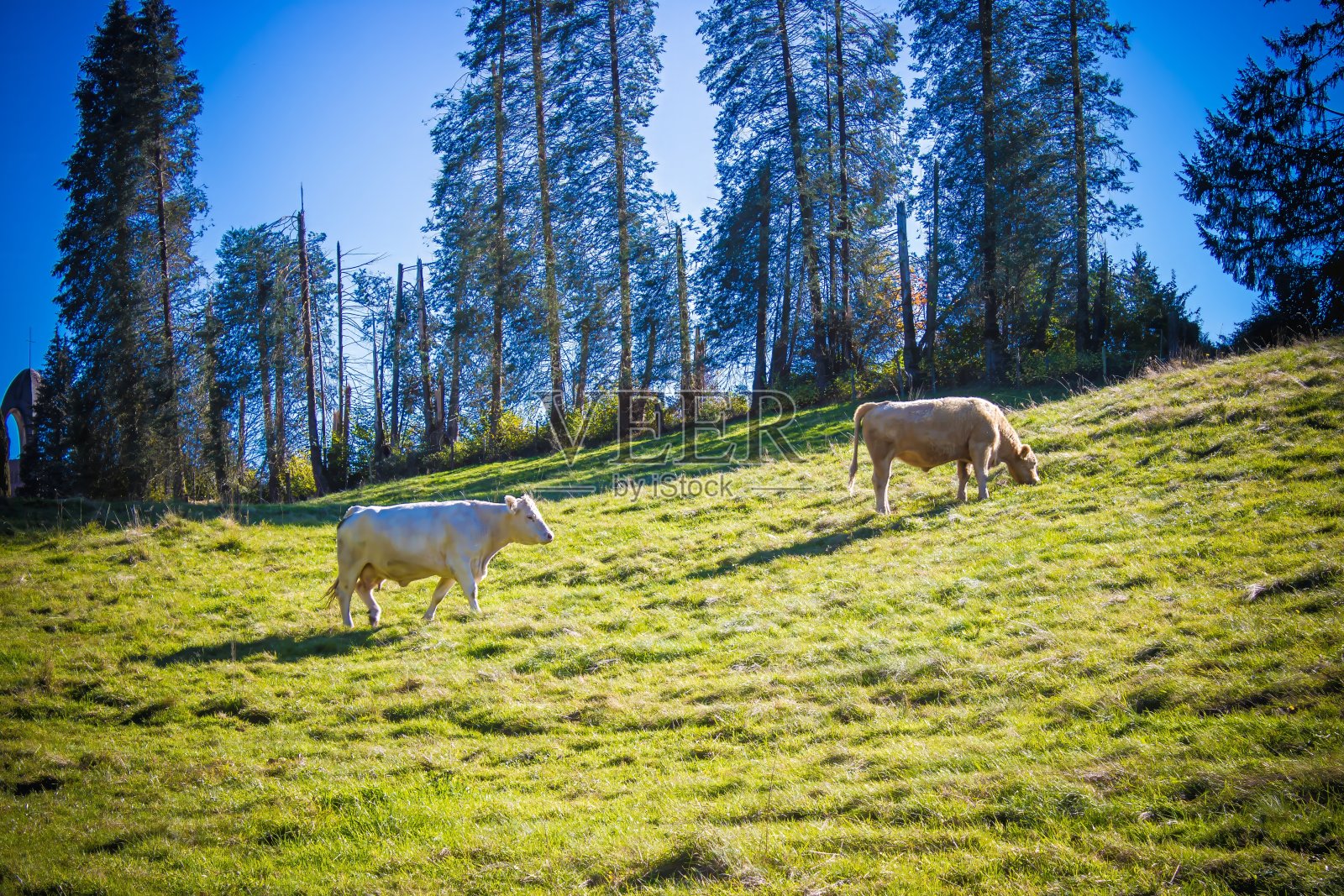 Charolais牛照片摄影图片