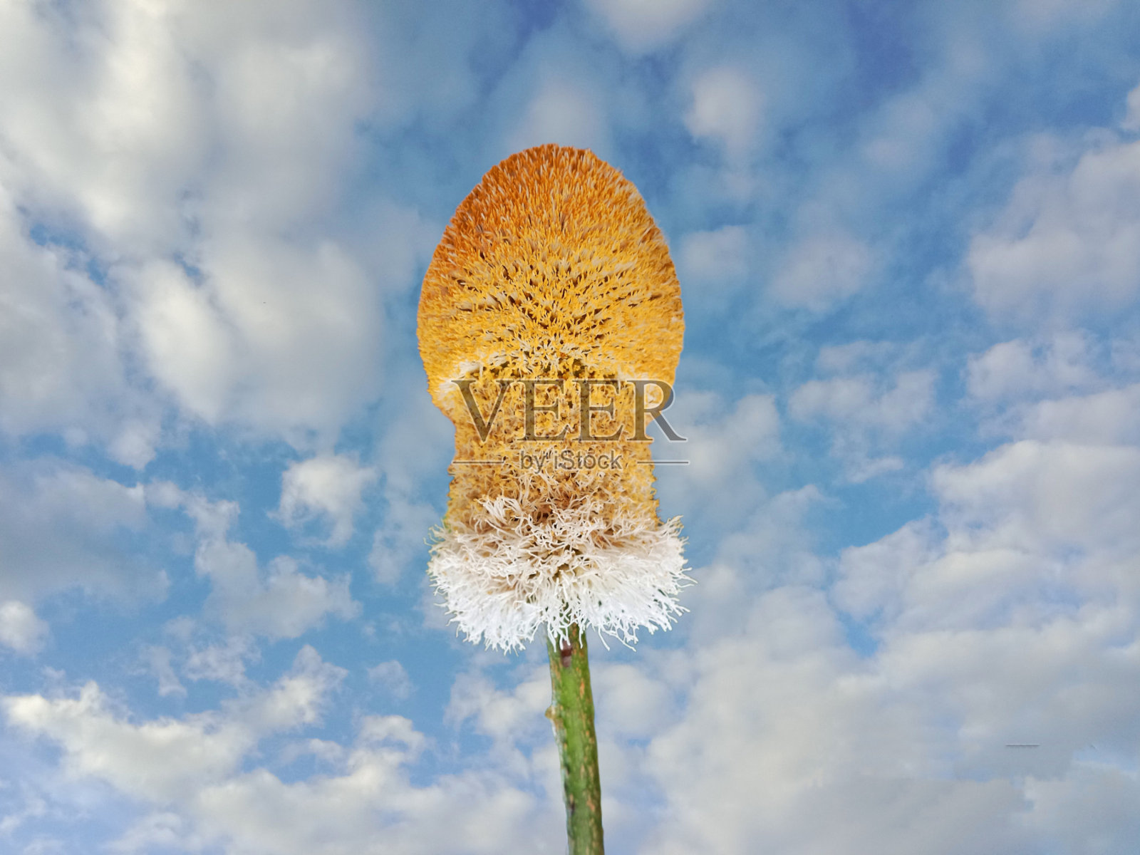 在这张迷人的照片中，一朵长茎的花优雅地矗立在多云的天空前。娇嫩的花瓣照片摄影图片