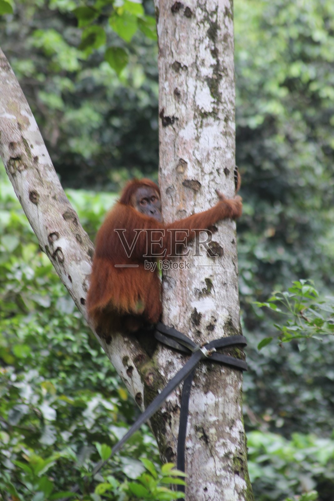苏门答腊猩猩照片摄影图片