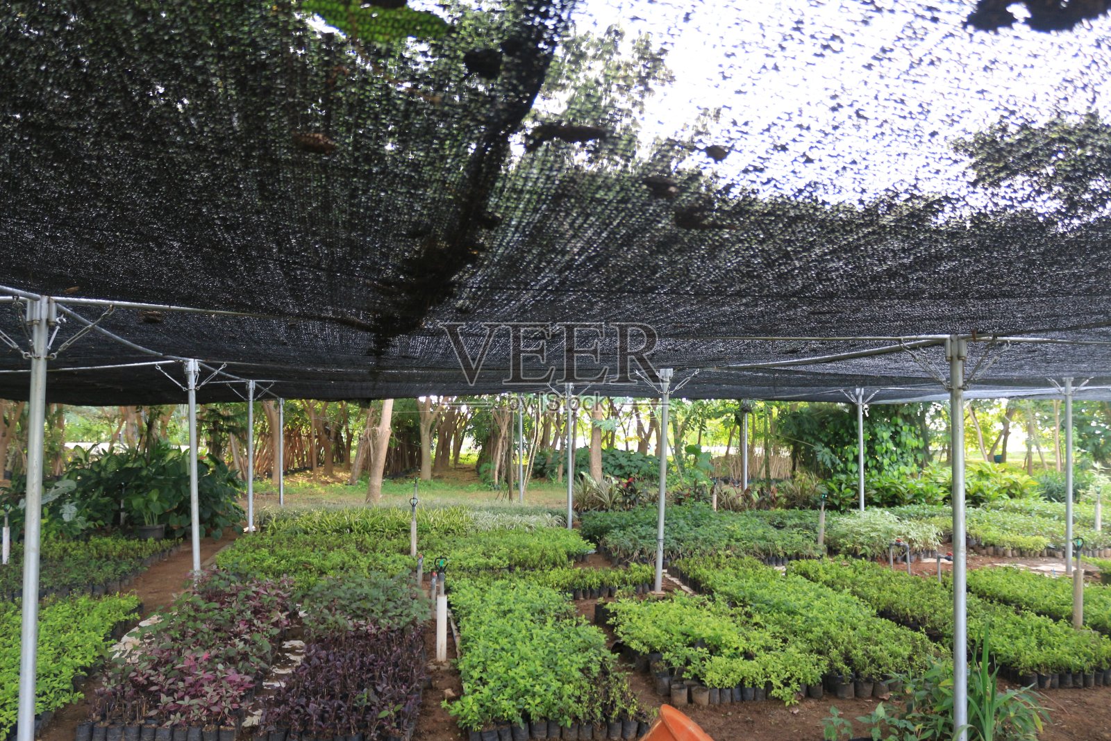 苗圃温室照片摄影图片