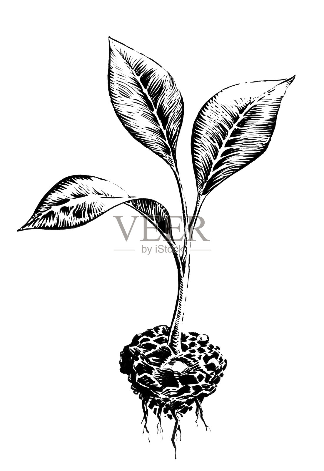 幼苗设计元素图片